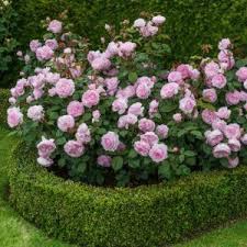 David Austin Rosentraume Werden Wahr Rose Garden Design Rose Garden Landscape David Austin Roses