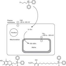 Antioxidants Conjugated To The Lipophilic Cation Tpp Accumulate Download Scientific Diagram