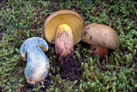 Image result for Boletus variipes