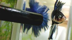 Oops You Forgot To Change Your Betta S Water When Serious Time Lapses Fish Care