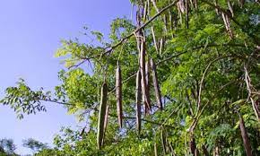 Pokok mengkudu siam, pokok mengkudu putih, khasiat pucuk mengkudu, mahevu farm, anyone tried noni juice. Hamparan Seni Moringa Ramungai Murungai Dan Kelor