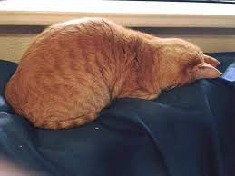 Garfield Faceplant Kittens Cutest Kittens Funny Cats