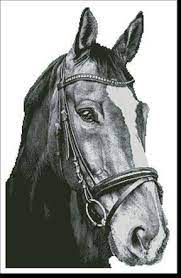 This is because dark brown horses are often mistaken for black horses. Horse Close Up 2 Black And White No Background