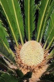 Image result for Cycas