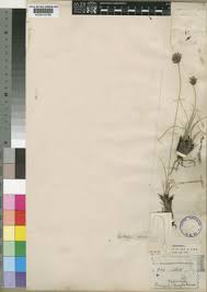 Image result for Bulbostylis megastachys