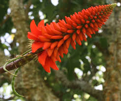 Image result for Lobelia livingstoniana