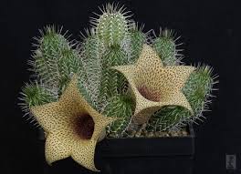 Image result for Tavaresia