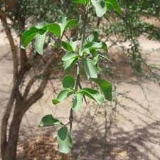 Image result for Balanitaceae