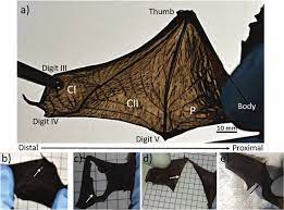 By building a robotic bat wing, brown researchers have uncovered flight. Example Images Of Bat Wing And Tears Of Common Pipistrelles Download Scientific Diagram