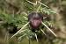 Scutch Grass Scientific Name