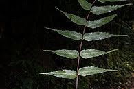 Image result for Pentadesma reyndersii