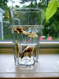 12 how to thin fruit on a mango tree? Projects And Planting Growing A Mango From Seed Beginning Minding My P S With Q