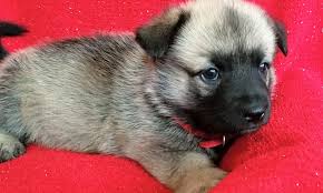 Maybe you would like to learn more about one of these? These Stockton Based Puppies Are Up For Adoption And In Need Of A Good