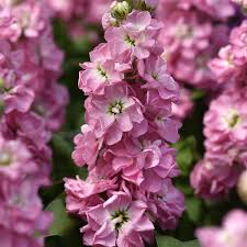Image result for Matthiola