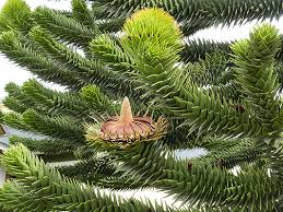 Check spelling or type a new query. Araucaria Araucana Landscape Plants Oregon State University