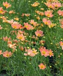 Creme Caramel Coreopsis Finegardening Plants Creme Caramel Perennials