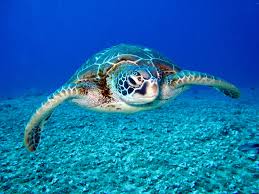 They move very slowly when they are on land due to the design of their bodies. Sea Turtles And The Environment Sea Turtle Preservation Society