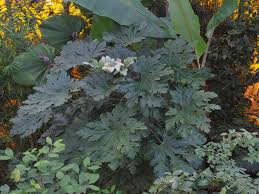 Image result for Trevesia