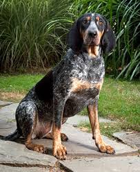 Hotdeals.com free receive amazing up to 40% off discount from 10+ nespresso promo codes. Luv My Dogs