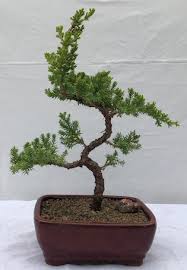 Download free bonsai tree vectors and other types of bonsai tree graphics and clipart at freevector.com! Juniper Karate Kid Bonsai Tree Medium Juniper Procumbens Nana