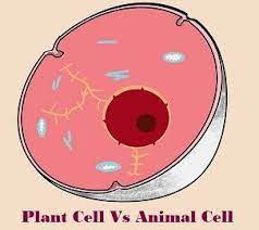 Check spelling or type a new query. Difference Between Plant Cell And Animal Cell With Comparison Chart And Similarities Bio Differences