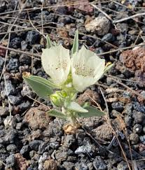 › best plants for the desert. Ghost Flowers In The Sonoran Desert Observation Of The Week 3 8 2019 Inaturalist
