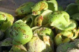 When cut, the thick bark produces white latex that turns rusty red. Marula Tree Aurum Africa