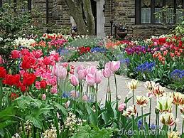 Front Yard Tulip Garden Tulips Garden Design Tulips Garden Flower Bulbs Garden