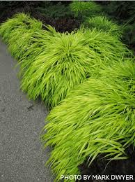 Image result for hakonechloa macra nicolas