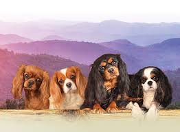 Is a cavapoo the right dog for you? Honeybee Farm Cavaliers King Charles Cavalier Puppies