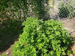 Image result for Pelargonium graveolens