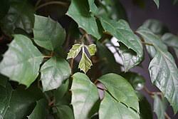 Image result for Cissus cucumerifolia