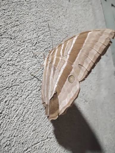 What does it mean when a white butterfly enters your house?