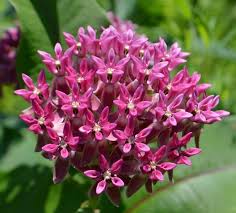 Twelve Native Milkweeds For Monarchs Milkweed Milkweed Plant Asclepias
