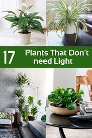 17 Plants That Don T Need Light You Can Grow Indoors Plantsthat Can Grow Indoors Without Sunlight Indoor P Indoor Plants Low Light Inside Plants Cool Plants