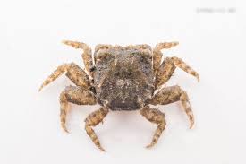 Image result for Crabbea nana