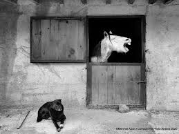 Enjoy!!!!brought to you by 2. Mars Petcare Comedy Pet Photo Awards 2020 Best Entries So Far