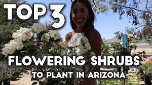 Maybe you would like to learn more about one of these? Top 3 Flowering Shrubs To Plant In Arizona Youtube