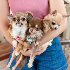 Adorable Chihuahua Puppies For Sale Home Facebook