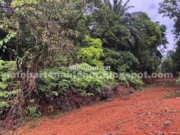 Ingin cari tanah untuk masa depan? 3 5 Ekar Tanah Kebun Bukit Kg Tanah Merah Pagoh Infohartanah Johor En Izat 0137976138
