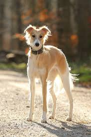 While most live into their late teens, the oldest known silken windhound lived a few months past her 20th birthday. Silken Windsprite Golden Merlo Zufallsbild Longhaired Whippets Formed The Silken Windhound Breed When Crossed With A Bor Saluki Dogs Rare Dog Breeds Rare Dogs