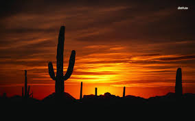 Cartoon sunset at pier royalty free vector image. Desert Cactus Sunset Wallpapers Top Free Desert Cactus Sunset Backgrounds Wallpaperaccess