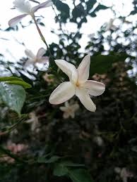 Image result for Jasminum dichotomum