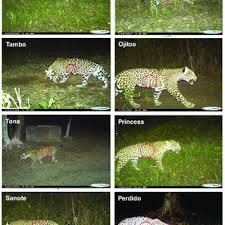 Jaguares de córdoba 2020 fikstürü, iddaa, maç sonuçları, maç istatistikleri, futbolcu kadrosu, haberleri, transfer haberleri. Jaguares Con Su Patron De Manchas Lo Cual Permite Su Identificacion En Download Scientific Diagram