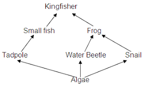 Image result for food chain pyramid