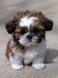 Check spelling or type a new query. Yazzy Is A Puppy From Glory Ridge And The Photo Was Stolen By A Teechip Com To Sell Shih Tzu Items Without My Permission Shitzu Puppies Puppies Cute Puppies