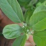 Image result for Euploca ovalifolia