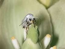 Image result for describe coevolution and how the concept applies to flowering plants and many animals course hero