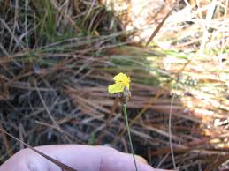 Image result for Xyris obscura