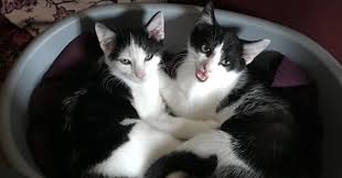 Cat names that are friendly, tough, funny, cute, geeky and more! What S In A Name Vet Times